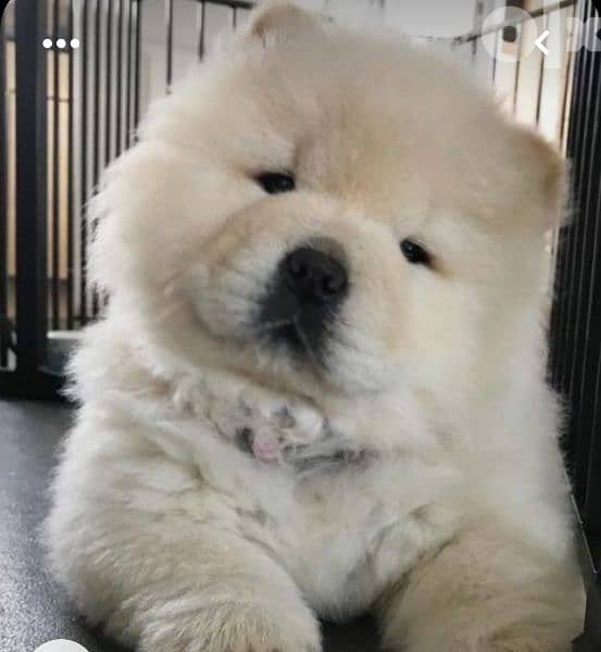 تشاو اتشاو الاهل مستوردين شاو مستوى عالى جدا chow chow top puppies 0