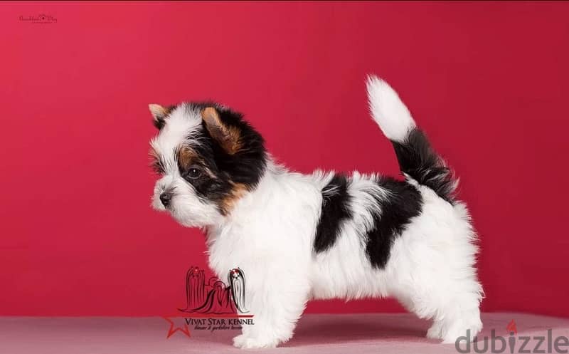 Biewer Terrier Biewer Yorkshire Imported From Europe RKF documents Top 1