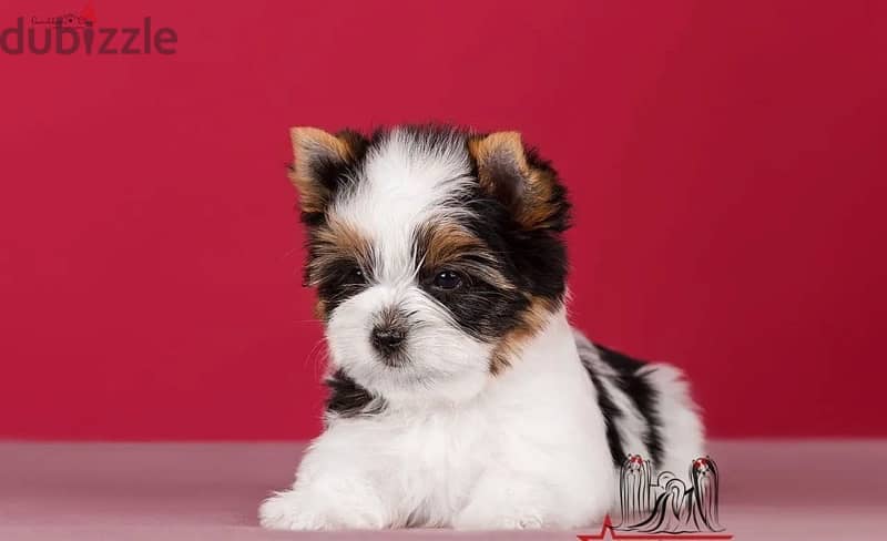 Biewer Terrier Biewer Yorkshire Imported From Europe RKF documents Top 2