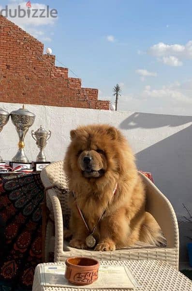 متاح 15 ذكر تشاو  chow chow تشاو للجواز كل ألالوان 1