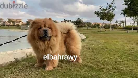 متاح 15 ذكر تشاو  chow chow تشاو للجواز كل ألالوان