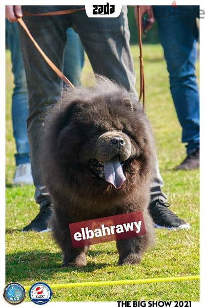 متاح 15 ذكر تشاو  chow chow تشاو للجواز كل ألالوان 2