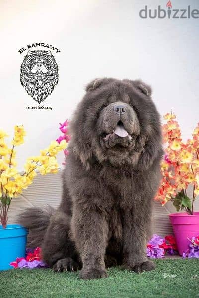 متاح 15 ذكر تشاو  chow chow تشاو للجواز كل ألالوان 3