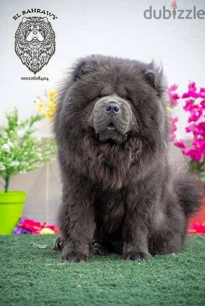 متاح 15 ذكر تشاو  chow chow تشاو للجواز كل ألالوان 4