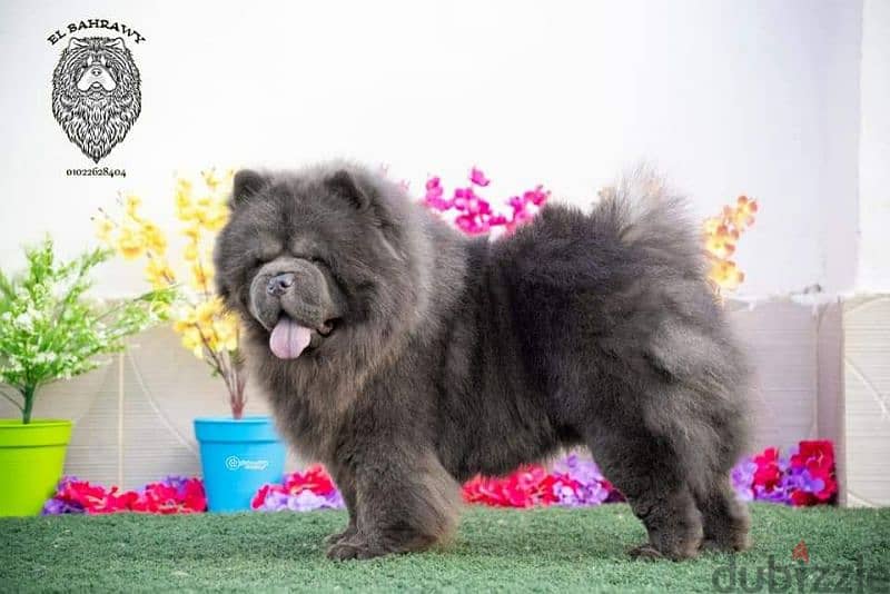 متاح 15 ذكر تشاو  chow chow تشاو للجواز كل ألالوان 5