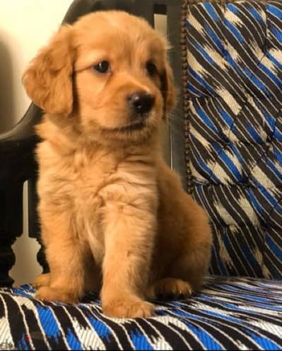 pure golden retriever puppies جولدن