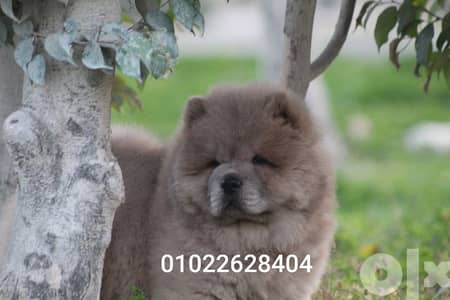 متاح جراوي تشاو تشاو chow chow لون سينامون