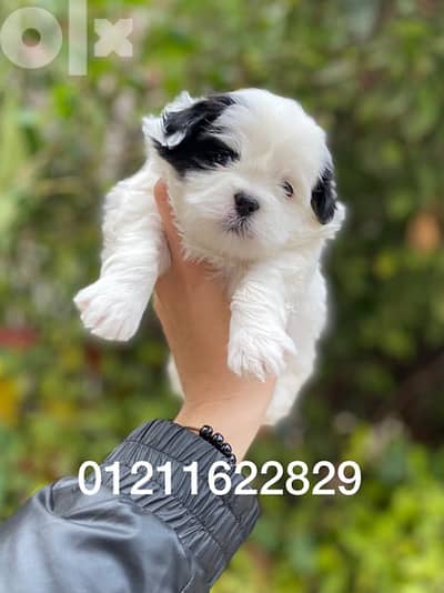 havanese puppies هفانيز