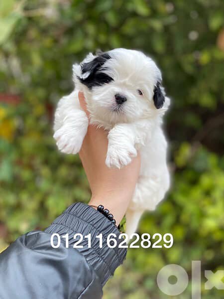 havanese puppies هفانيز 1