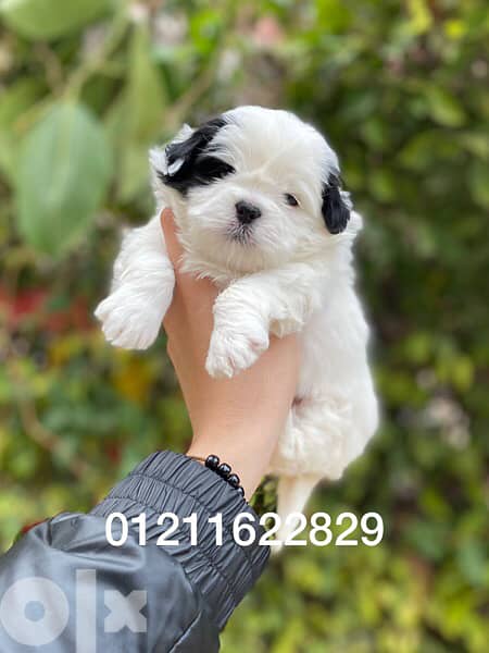 havanese puppies هفانيز 2