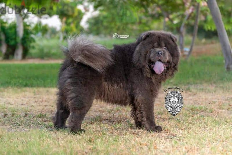 متاح 15 ذكر تشاو  chow chow تشاو للجواز كل ألالوان 7