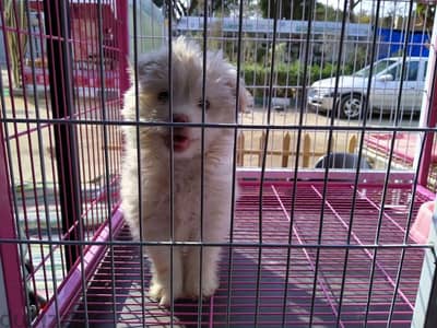 Cartimar pet shop top dog price 2018