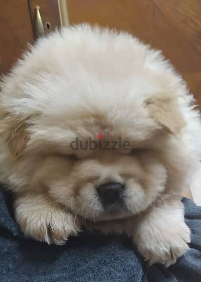 تشاو جراوى ابيض شاو اتشاو chow chow white puppies