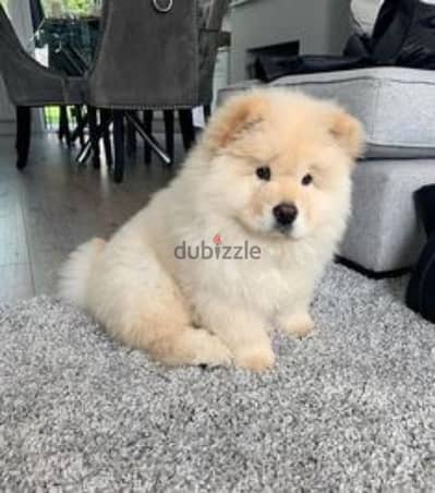 اعلى مستويات تشاو اتشاو جراوى شاو chow chow puppies