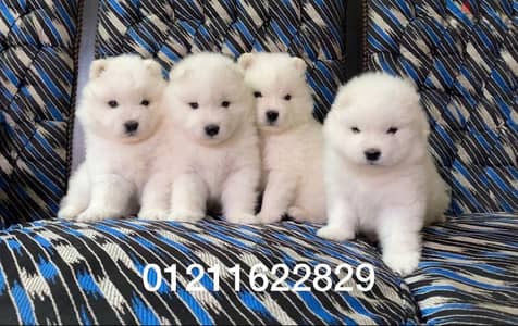 premium quality samoyeds سامويد