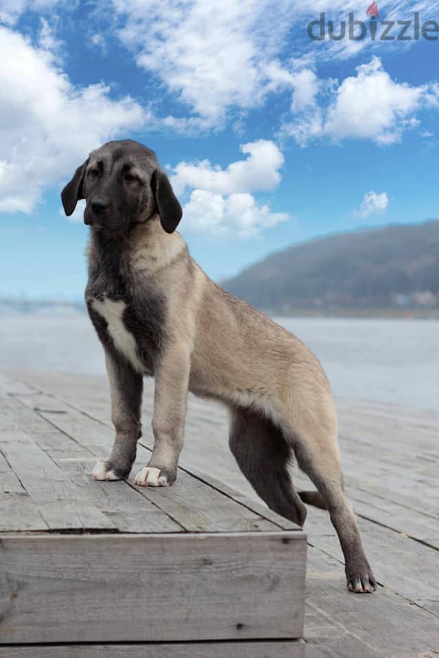 Turkish Kangal Female IMPORTED 0