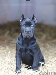 Import cane hot sale corso puppies