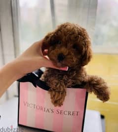 Imported Toy Poodle Males available 0