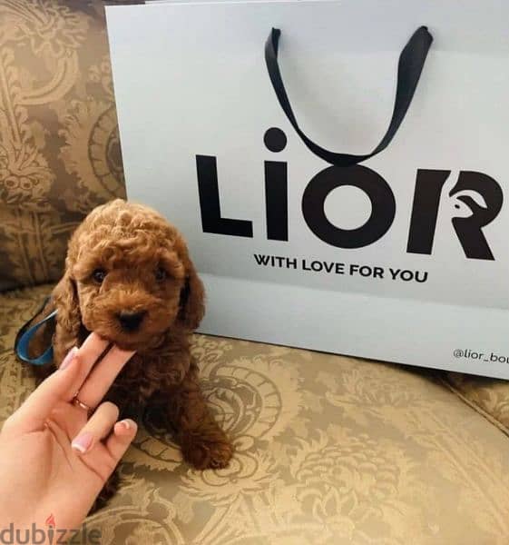 Toy Poodle Female available 1