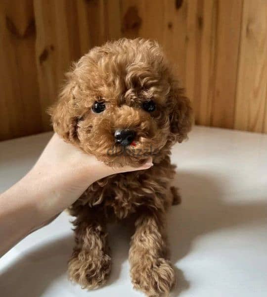 Toy Poodle Female available 2