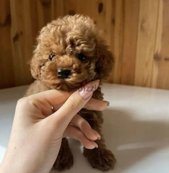 Toy Poodle Female available 3