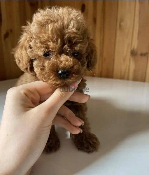 Toy Poodle Female available 4