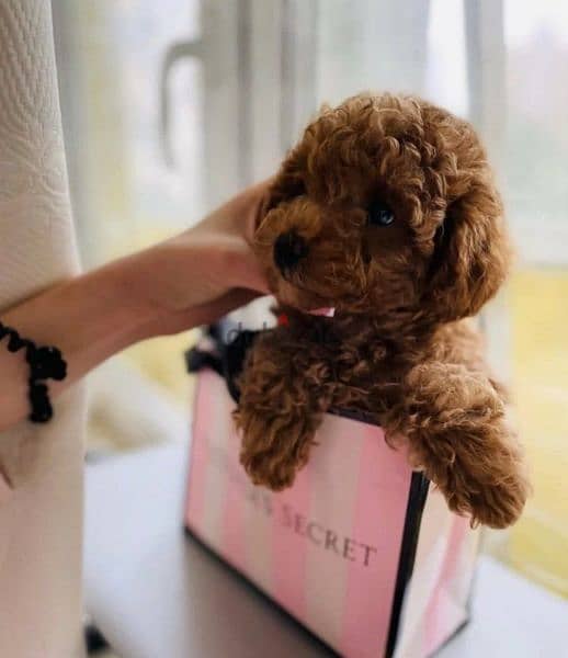 Toy Poodle Female available 5