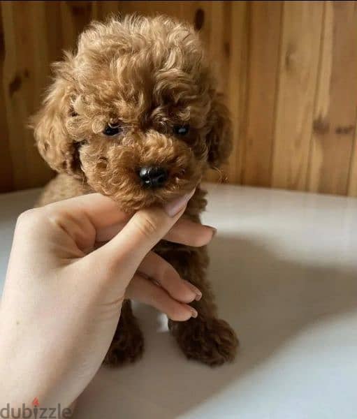 Toy Poodle Female available 7