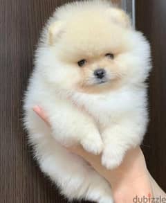 Olx store teacup pomeranian