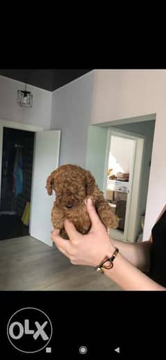 Imported toy poodle puppies Cairo egypt