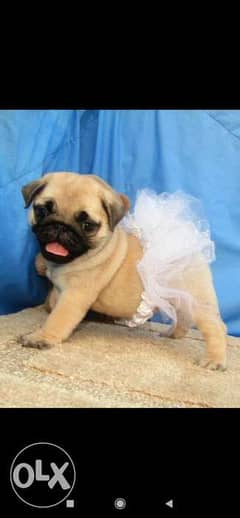 Available pug puppies Cairo جراوي باج مصر