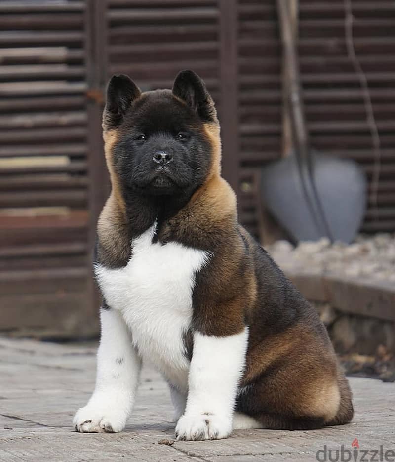 American Akita Female Super Quality !!! - Dogs - 196165085