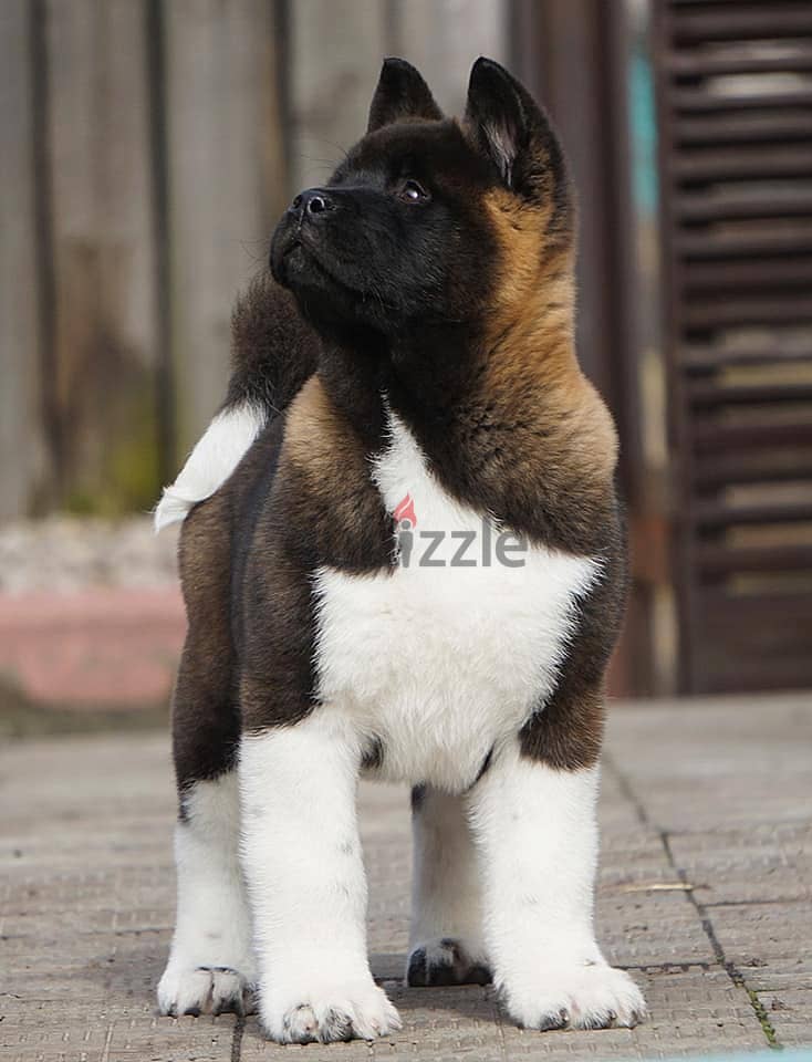 American Akita Female Size Akita Charakter