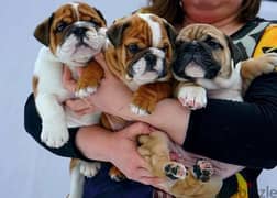 imported English bulldog puppies from best kennels in Europe