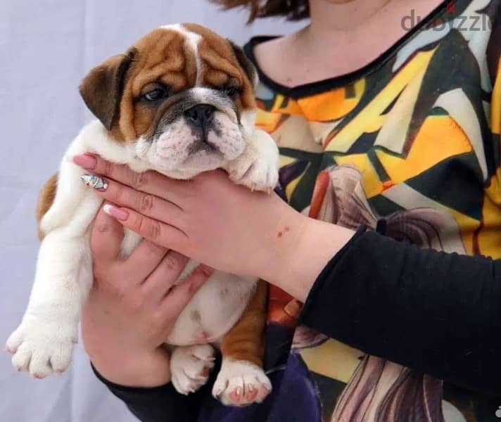 imported English bulldog puppies from best kennels in Europe 1