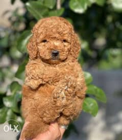 Imported Toy Poodle Male 6 weeks full documents Best price 0