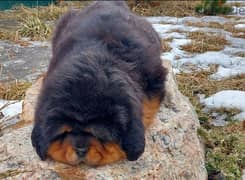 Tibetan Mastiff Imported From Russia