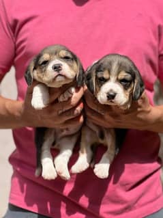 beagle puppies top quality out of imported parents
