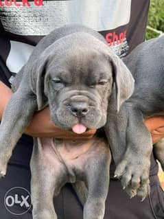 Cane Corso puppies for sale 0