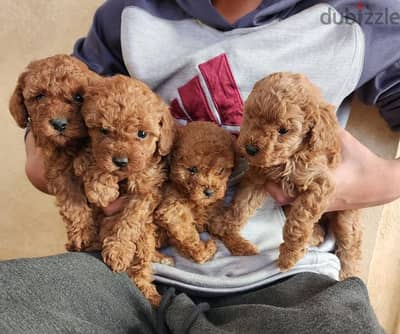 Toy Poodle like no other. Premium quality,immediate purchase,females.