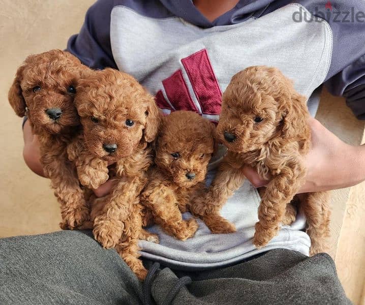 Toy Poodle like no other. Premium quality,immediate purchase,females. 0