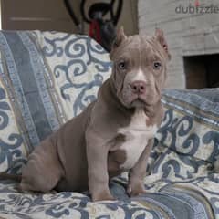 imported American bully from best kennels in Europe , Fastest delivery