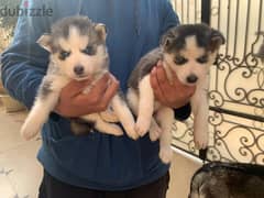 small husky puppies 45 days old 0