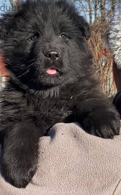 German Shepherd (Royal Black) Puppies Imported From Europe !!