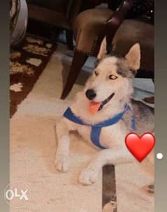 male husky for sale age 6 months 0