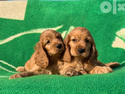 cocker spaniel puppies كوكر اسباني
