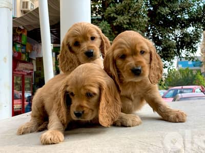 cocker spaniel puppies كوكر اسباني