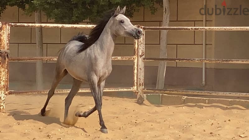 خيول عربية أصيلة 1