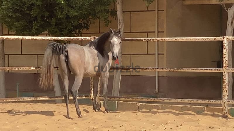 خيول عربية أصيلة 4