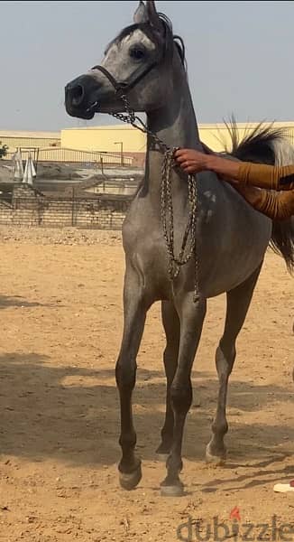 خيول عربية أصيلة 6